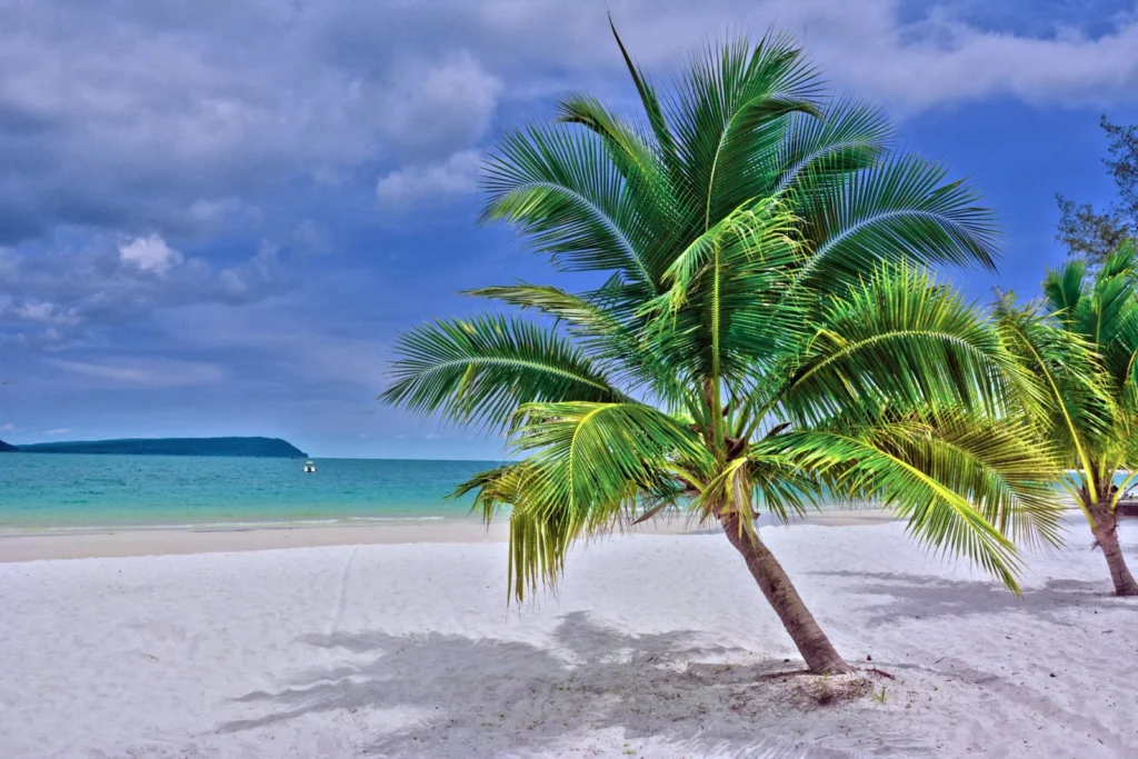 green palm tree on white sand beach during daytime scaled